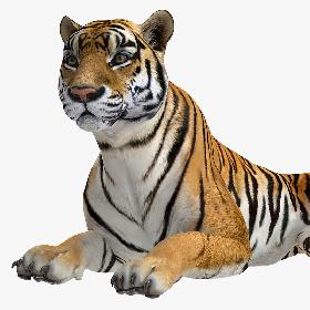 3D model Lying Tiger
